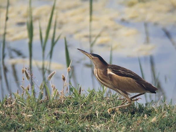 Pikkuhaikara, Little Bittern, Ixobrychus minutus